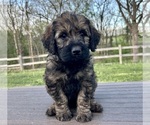Small Photo #5 Goldendoodle Puppy For Sale in KNOB NOSTER, MO, USA
