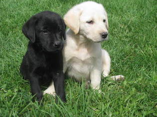Labrador Retriever Puppy for sale in WYOMING, NY, USA
