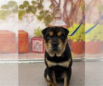 Small Chinese Shar-Pei