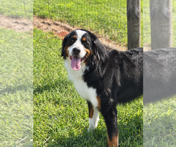 Medium Photo #1 Bernese Mountain Dog Puppy For Sale in Pacolet, SC, USA