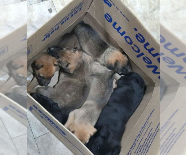 Medium Photo #4 German Shepherd Dog-Unknown Mix Puppy For Sale in Lakewood, CO, USA