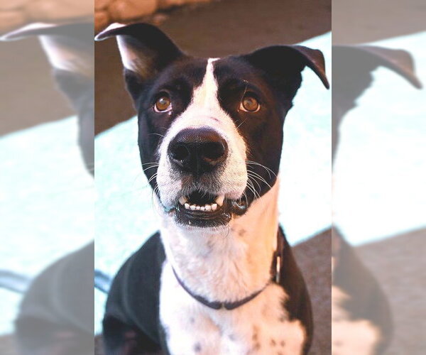 Medium Photo #5 Mutt Puppy For Sale in Sacramento, CA, USA