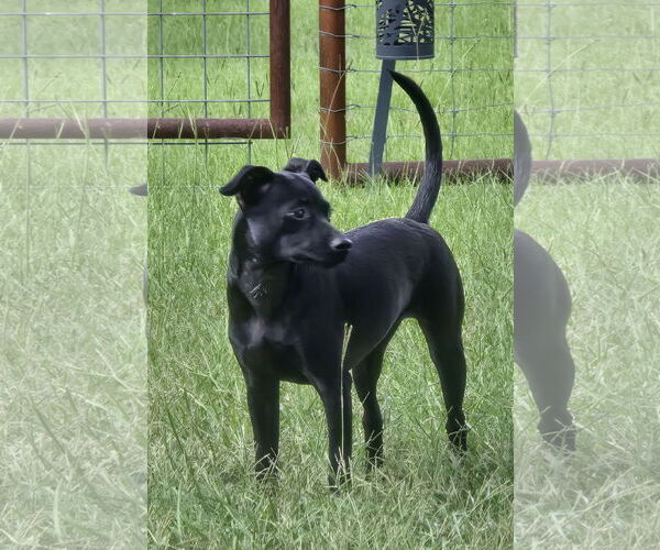 Medium Photo #6 Chihuahua-Unknown Mix Puppy For Sale in McKinney, TX, USA