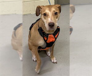 Mutt Dogs for adoption in Sanford, FL, USA