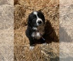 Small Photo #5 Bernedoodle Puppy For Sale in SHELBYVILLE, IL, USA