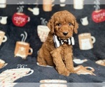 Small #1 Cockapoo (Miniature)