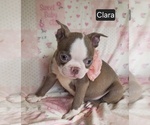 Small #3 Boston Terrier