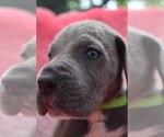 Small Photo #25 Great Dane Puppy For Sale in ALVARADO, TX, USA