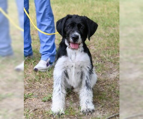 Medium Photo #3 Mutt Puppy For Sale in Glen Allen, VA, USA