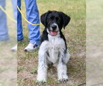 Small #2 Mutt