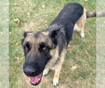 Small German Shepherd Dog