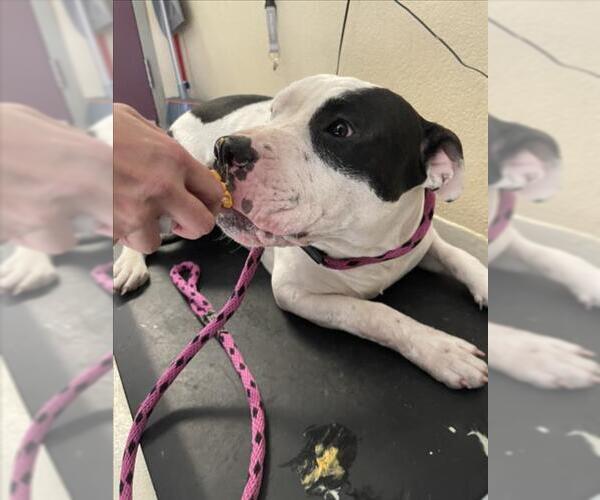 Medium Photo #1 Mutt Puppy For Sale in Santa Cruz, CA, USA