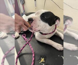 Mutt Dogs for adoption in Santa Cruz, CA, USA