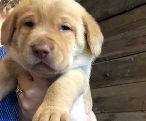 Labrador Retriever Puppy for sale in WOODWARD, IA, USA