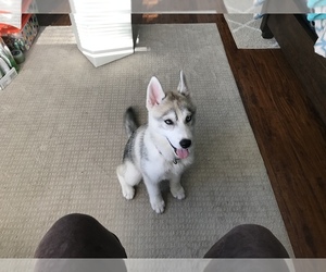 Siberian Husky Puppy for sale in HUNTINGTN BCH, CA, USA