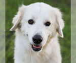 Small #10 Great Pyrenees