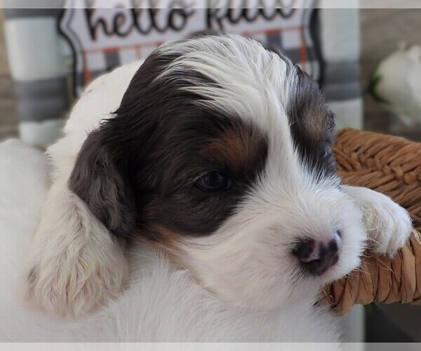 Medium Photo #4 Cavapoo Puppy For Sale in CARLISLE, KY, USA