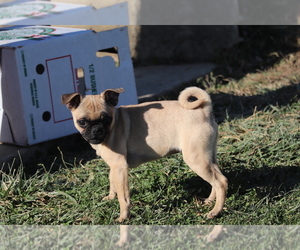 Jug Puppy for sale in SHILOH, OH, USA