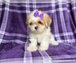 Small #2 Lhasa Apso