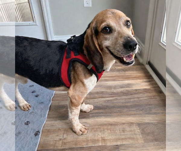 Medium Photo #5 Beagle Puppy For Sale in Dunnellon, FL, USA