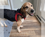Small #4 Beagle