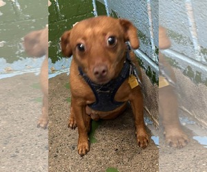 Dachshund-Unknown Mix Dogs for adoption in Rustburg, VA, USA