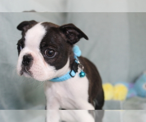 Miniature Pinscher Puppy for sale in BROOKSVILLE, FL, USA