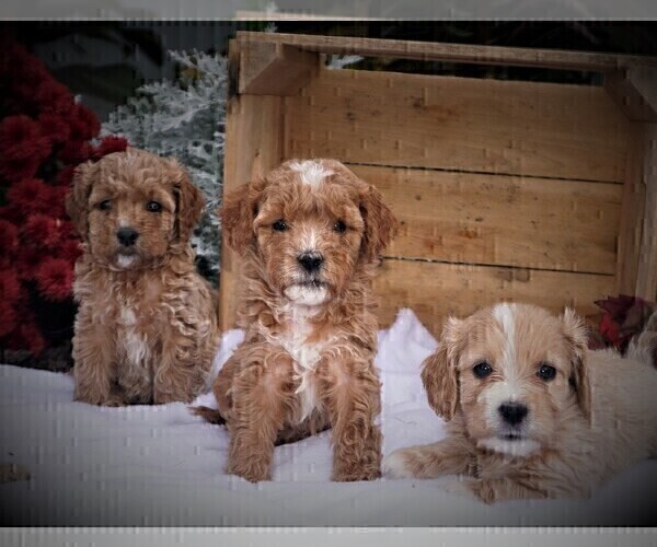 Medium Photo #4 Cavapoo Puppy For Sale in LUBLIN, WI, USA