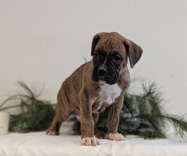 Medium Photo #4 Boxer Puppy For Sale in GOSHEN, IN, USA