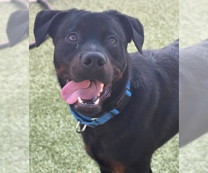 Rottweiler Dogs for adoption in Hillsboro, NH, USA