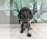 Litter of 5 - Male German Shorthaired PointerLitter of Puppies for Sale - Photo #3