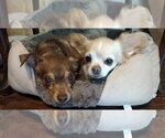 Small #11 Chihuahua