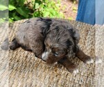 Small #8 F2 Aussiedoodle