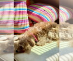 Small #3 Border Terrier Mix