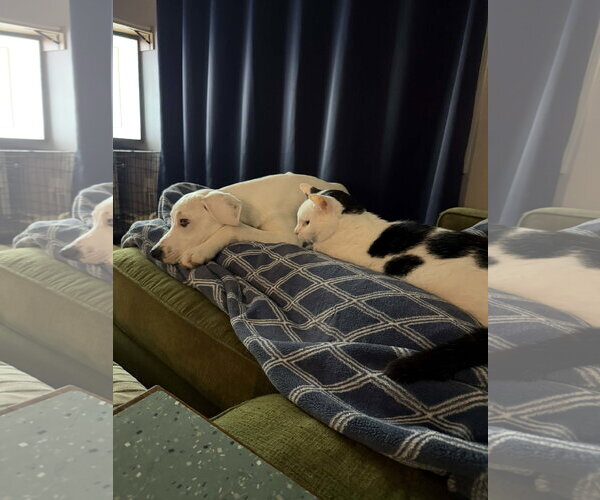 Medium Photo #7 Great Pyrenees-Unknown Mix Puppy For Sale in Germantown, OH, USA