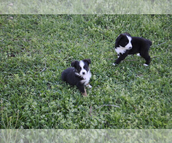 Medium Photo #20 Miniature Australian Shepherd Puppy For Sale in SWAN, TX, USA