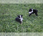 Small #19 Miniature Australian Shepherd