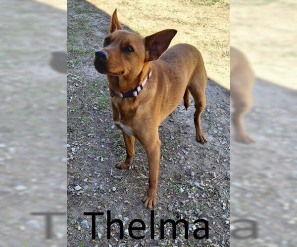 Medium Photo #2 Australian Kelpie-Unknown Mix Puppy For Sale in Mountain View, AR, USA