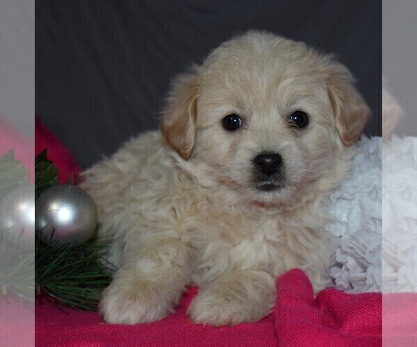 Medium Photo #1 Pookimo Puppy For Sale in GORDONVILLE, PA, USA