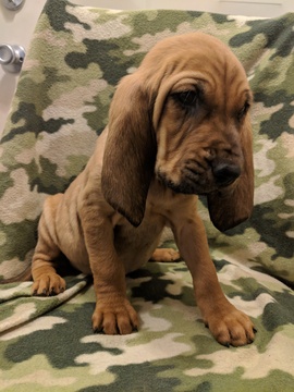 Medium Photo #4 Bloodhound Puppy For Sale in FAYETTEVILLE, NC, USA