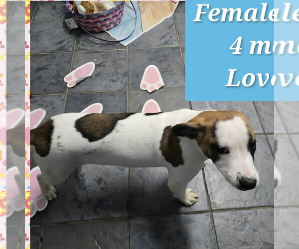 Medium Photo #3 Beabull Puppy For Sale in Aurora, IN, USA