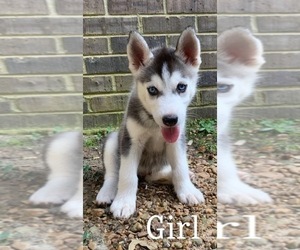 Siberian Husky Puppy for sale in GORE SPRINGS, MS, USA