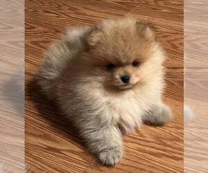 Pomeranian Puppy for sale in RESEDA, CA, USA
