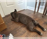 Small #1 French Bulldog