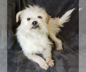 Lhasa Apso Dogs for adoption in Albuquerque, NM, USA