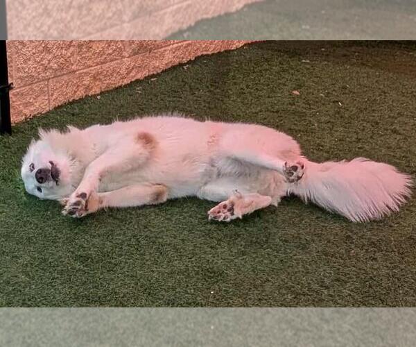 Medium Photo #7 Labrenees Puppy For Sale in Rockwall, TX, USA