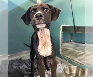 Labrador Retriever Dogs for adoption in San Antonio, TX, USA