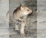 Small Photo #8 Czech Wolfdog-Wolf Hybrid Mix Puppy For Sale in Darova, Timis, Romainia