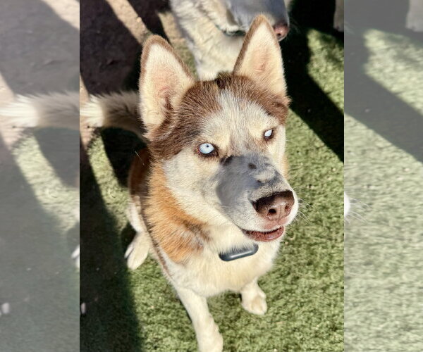Medium Photo #2 Siberian Husky Puppy For Sale in Cedar Crest, NM, USA