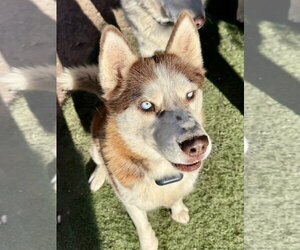 Cowboy - Male Siberian Husky Dog for Adoption - Photo #2